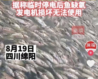 高温停电 数万斤鱼缺氧死亡漂满水面,塘主损失惨重!